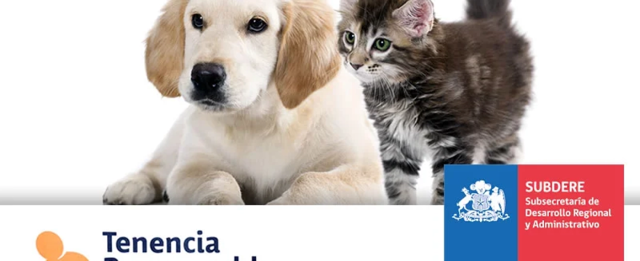 Tenencia responsable y circulación de perros